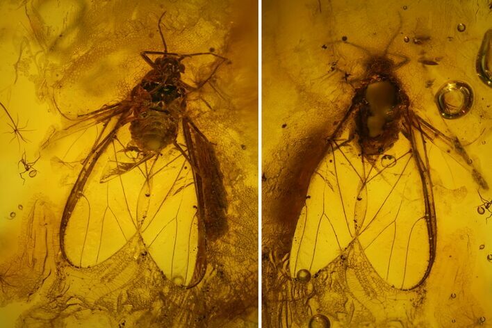 Detailed Fossil Winged Aphid (Hemiptera) In Baltic Amber #159781
